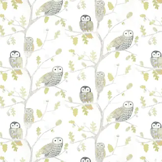 Little Owls 112627