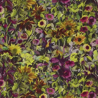Indian Sunflower FDG2854-01
