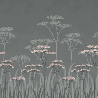Achillea Twilight
