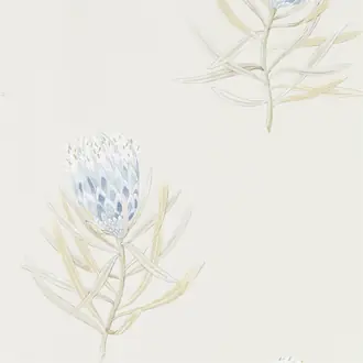 Protea Flower 216327