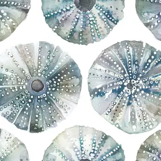 Sea Urchins SEAURCHENTS-1018