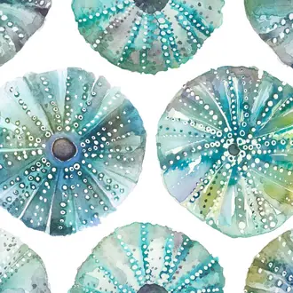 Sea Urchins SEAURCHENTS-1590