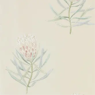 Protea Flower 216329