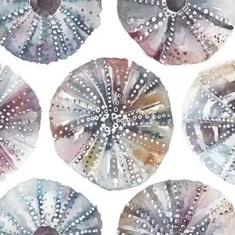 Sea Urchins SEAURCHENTS-1591