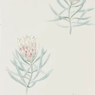 Protea Flower 216330