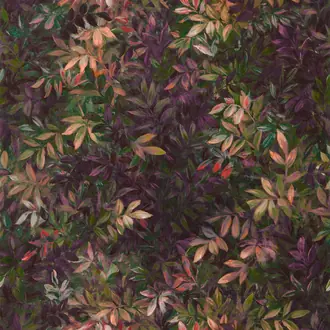 Congo W0140-01