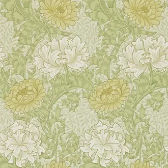 Chrysanthemum 212545