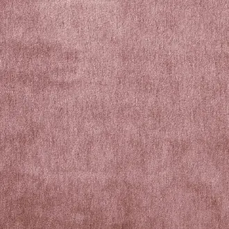 Cape-Mohair Rose