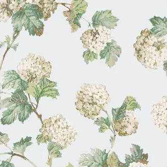 Sussex Hydrangea AT57845
