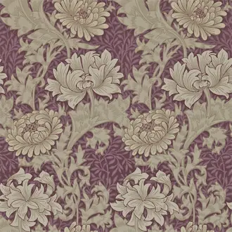 Chrysanthemum 212548