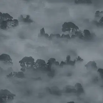 Misty Forest JT02 1048 001