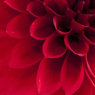 Dahlia R10601