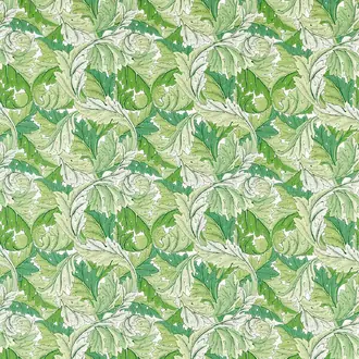 Acanthus 226896