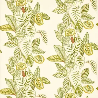 Calathea 227189