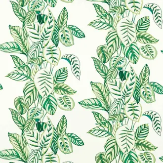 Calathea 226943