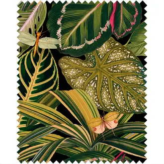 Amazonia FB00005
