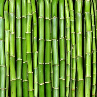 Bamboo R11821