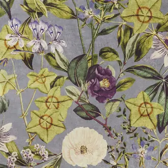 Passiflora F1304-05