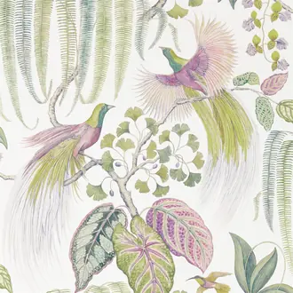 Bird of Paradise 216654