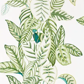 Calathea 216630