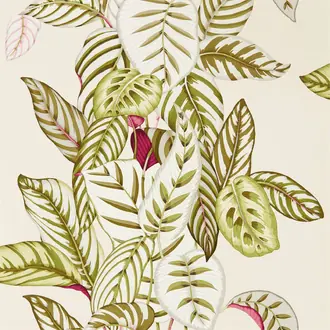 Calathea 216631