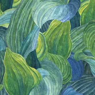 Hosta DG2HOS1011-1014