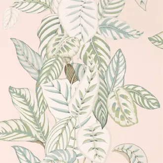 Calathea 216632