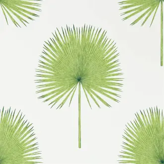 Fan Palm 216636