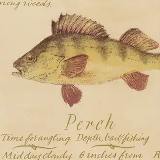 European Fish Wallpaper