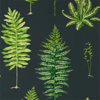 Fernery 216634