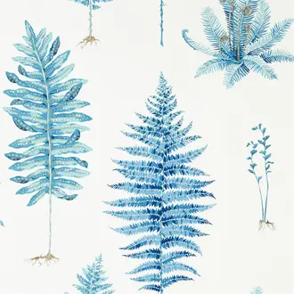 Fernery 216635