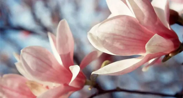 magnolia-floral-fabrics
