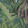 Arboretum Parakeet on White Manila Hemp 5578