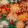 Chrysanthemums WP20320