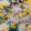 Chrysanthemums Yellow WP20321
