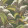 Hoopoe Leaves 119-1003
