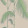 Palm Leaves 66-2011