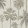 California Palm ML01415