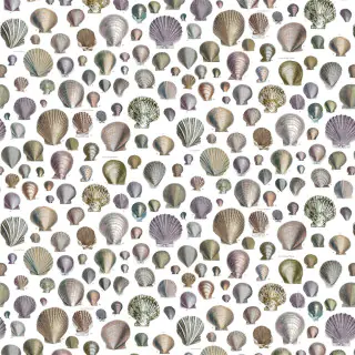 captain-thomas-browns-shells-oyster-fjd6003-02-fabric-picture-book-prints-john-derian
