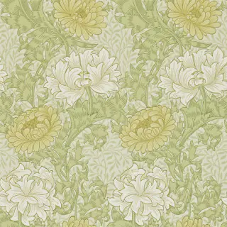 Chrysanthemum 212545