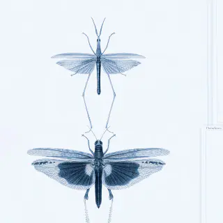 Entomology Blue WP20235