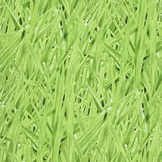 Grassy Meadow 16 Moss