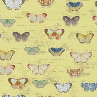 John Derian Butterfly Studies Wallpaper Mimosa PJD6017/04