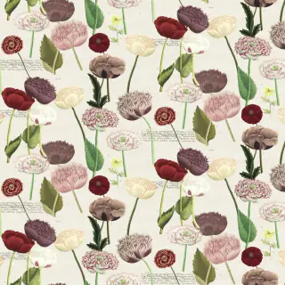 John Derian Poppy Study Fabric Violet FJD6054/01
