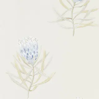 Protea Flower 216327