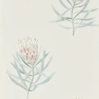 Protea Flower 216330