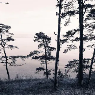 Old Pine Trees R13021