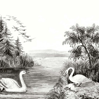 Swan Lake R16221