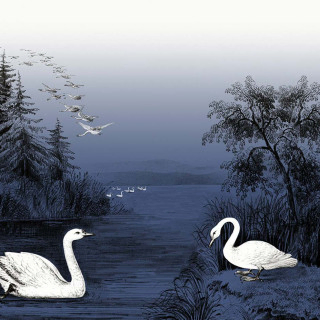 Swan Lake R16222