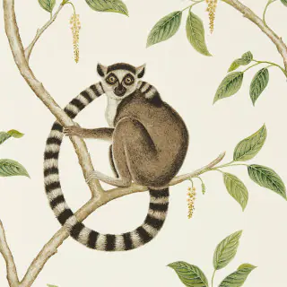 Ringtailed Lemur 216664